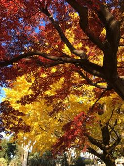 秋の井の頭自然文化園 井の頭自然文化園,東京,吉祥寺の写真素材