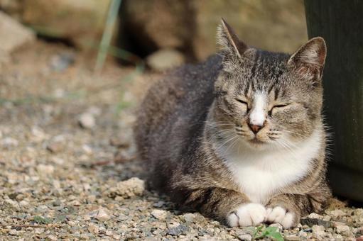 Sphinx sitting cat with eyes closed, JPG