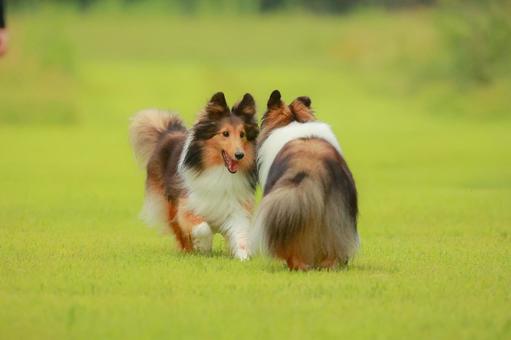 シェルティ 犬,シェルティ,ペットの写真素材