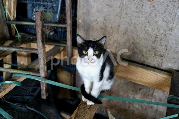 野良猫  3  そんなに見つめないで 野良猫,猫,白黒の写真素材