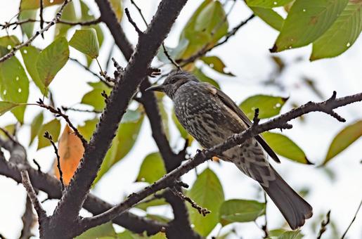 木の枝にとまるヒヨドリ 木の枝にとまるヒヨドリの写真