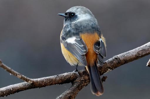 ジョウビタキ後ろ姿 ジョウビタキ,鶲,オスの写真素材