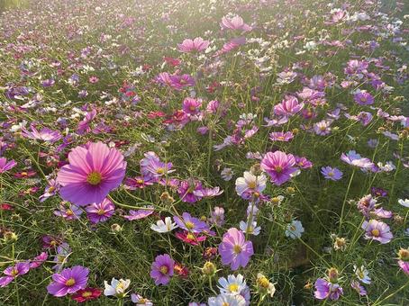 コスモス コスモス,秋,ガーデニングの写真素材