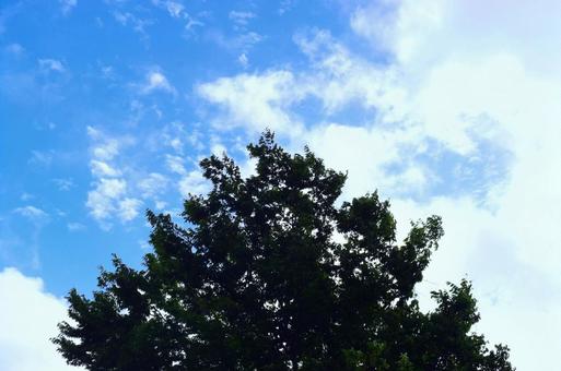 夏空とそびえ立つ樹木 夏空とそびえ立つ樹木 夏空,空,夏雲の写真素材