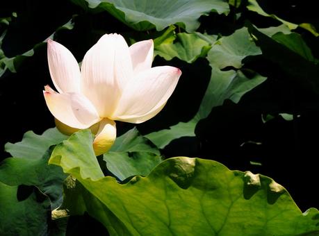 品のある花　蓮の花 蓮,花,植物の写真素材