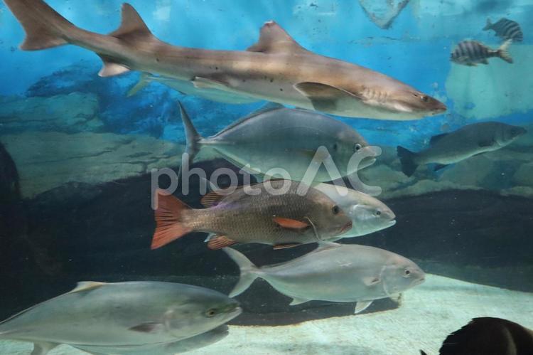 大きな魚と並んで泳ぐバラフエダイ バラフエダイ,フエダイ,フエダイ科の写真素材