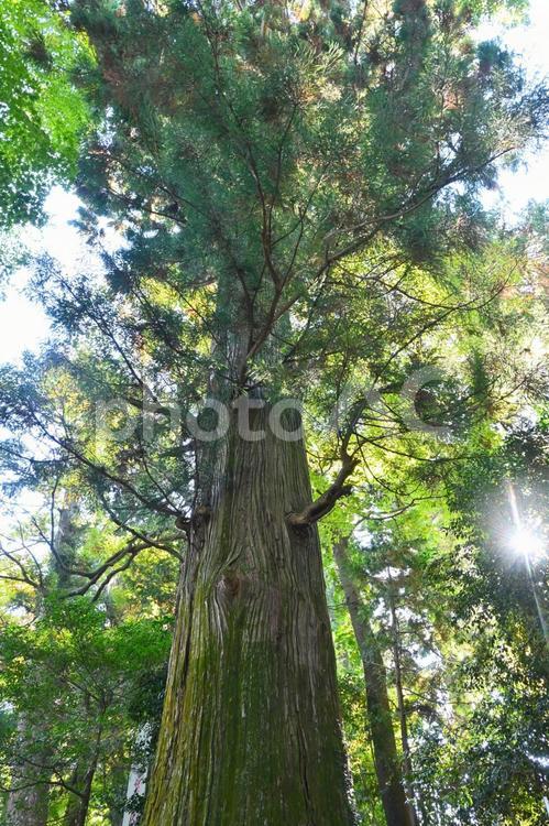 高尾山の杉の巨木 高尾山,杉,巨木の写真素材