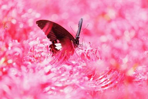 Full blooming cluster amaryllis and swallowtail butterfly, JPG