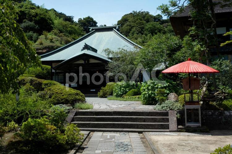 ［神奈川県鎌倉市］海蔵寺｜花の寺 鎌倉,海蔵寺,花の寺の写真素材