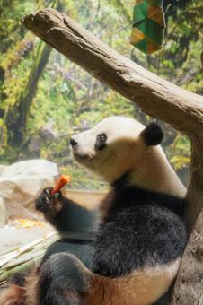 ジャイアントパンダ ジャイアントパンダの写真