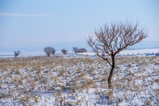 冬の原野と一本の木 一本木,原野,雪原の写真素材