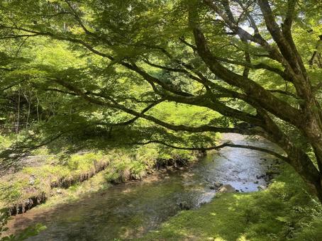 貴船川 貴船,川,京都の写真素材