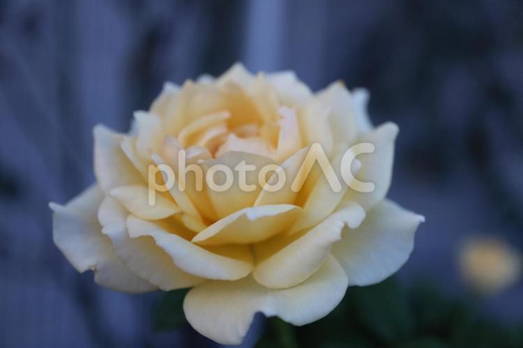 バラ園にて黄色い薔薇を撮影した写真 花,薔薇,自然の写真素材