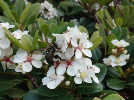 タイワンタケクマバチとシャリンバイの花 タイワンタケクマバチ,タケクマバチ,シャリンバイの写真素材