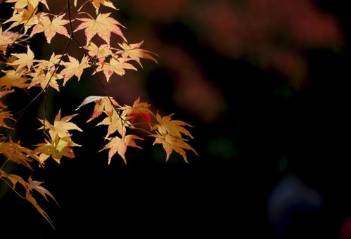 穏やかな秋の陽射しを浴びて輝く紅葉の葉 穏やかな秋の陽射しを浴びて輝く紅葉の葉の写真