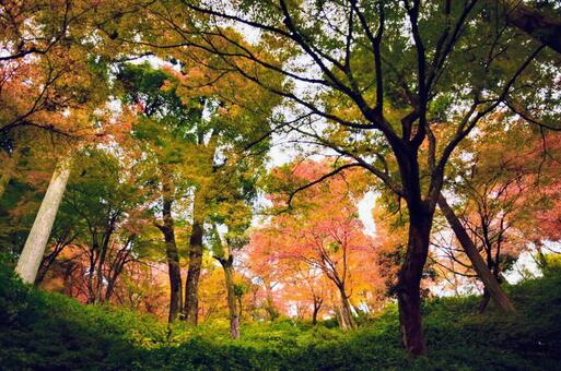 紅葉 3 紅葉 3の写真