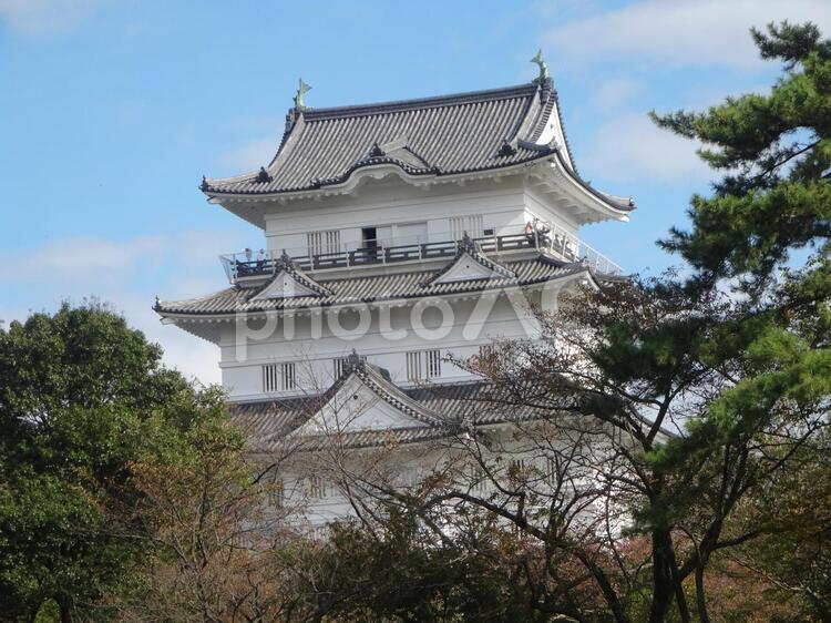 小田原城天守閣　北側から 小田原城,天守閣,北条の写真素材