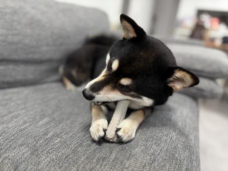 かみかみ柴 かみかみ柴 犬,柴犬,黒柴の写真素材
