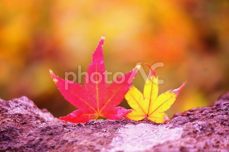 秋の公園でふたつ並んだ可愛い紅葉の葉っぱ 紅葉,もみじ,モミジの写真素材