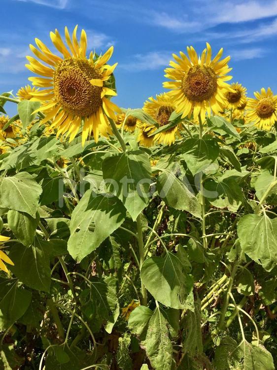 真夏のひまわり畑１ ひまわり,向日葵,ヒマワリの写真素材