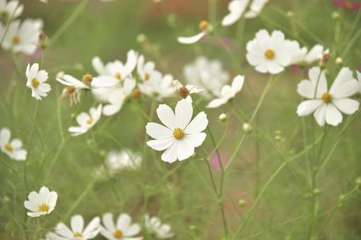 コスモス③ コスモス③ コスモス,秋,秋の花の写真素材