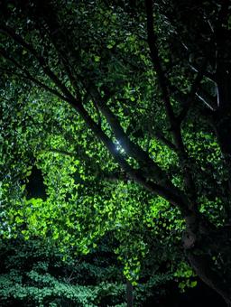 とある春の夜 とある春の夜の写真