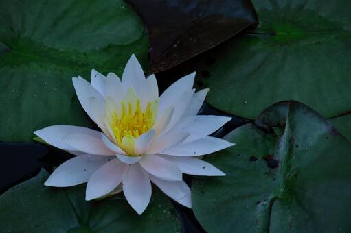 在水面上優雅地漂浮 在水面上優雅地漂浮