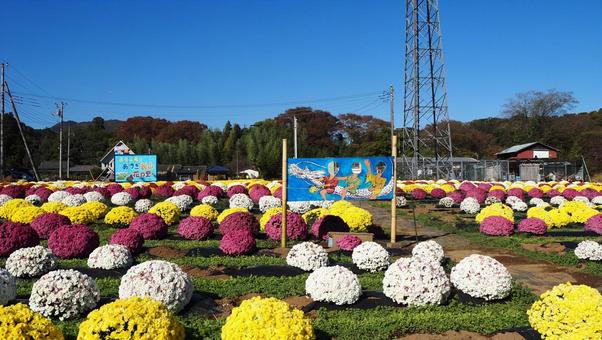 秋の厚木市飯山・カラフルな菊(神奈川県) 秋の厚木市飯山・カラフルな菊(神奈川県) 秋,菊,厚木市の写真素材