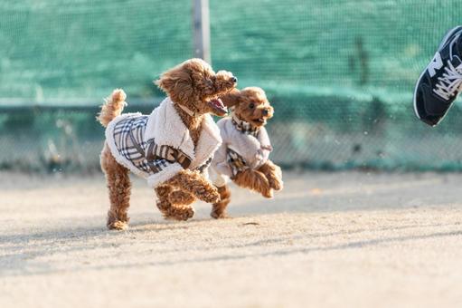 ドッグランで遊ぶトイプードルの写真