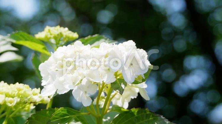 透きとおる純白の紫陽花 アジサイ,紫陽花,白の写真素材
