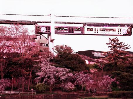 Monorail and cherry blossoms dancing in the spring sky, JPG Monorail and cherry blossoms dancing in the spring sky, JPG