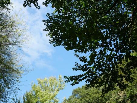 空と緑 空と緑の写真