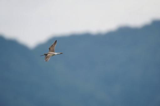 アオアシシギ アオアシシギ アオアシシギ,鳥類,空の写真素材