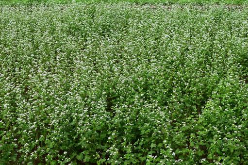 蕎麦畑 白い花 蕎麦畑 白い花 蕎麦畑,蕎麦の畑,蕎麦の写真素材