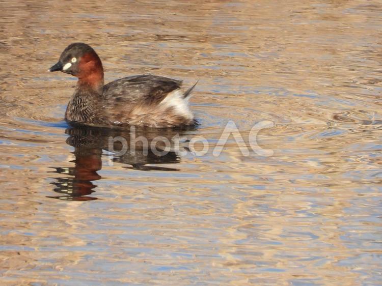 近所の小川で撮ったカイツブリ 鳥,野鳥,小鳥の写真素材
