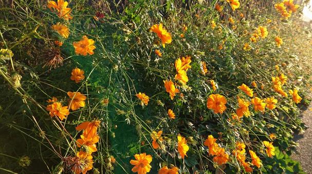 Roadside flowers, alam, kasur kembang, srengenge, JPG