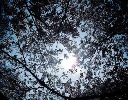 桜越しの空 桜越しの空の写真