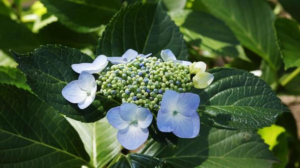 Hydrangea, JPG