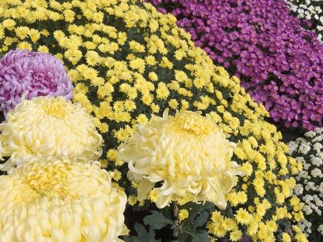 菊の花 菊,秋,秋の花の写真素材