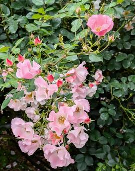 バラ　薔薇 ばら,バラ,自然の写真素材