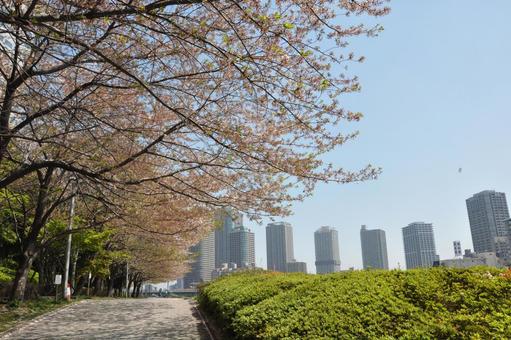 桜 河川敷 花見 春 新生活 素材 背景 桜 河川敷 花見 春 新生活 素材 背景の写真