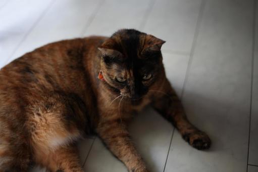 俯くねこ ねこ,猫,ネコの写真素材