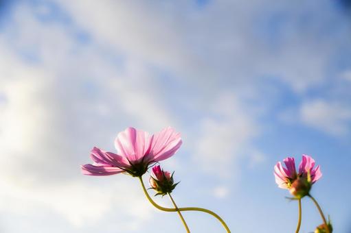 澄んだ青空と雲に透けるピンクのコスモス コスモス,秋桜,花の写真素材