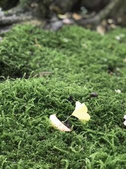 苔とイチョウ 苔とイチョウの写真