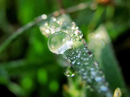 水滴と緑の葉の風景 水滴と緑の葉の風景 水滴,しずく,雨の写真素材