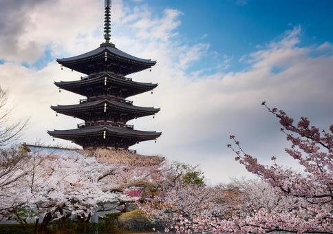 青空に映える五重塔と桜 青空に映える五重塔と桜の写真