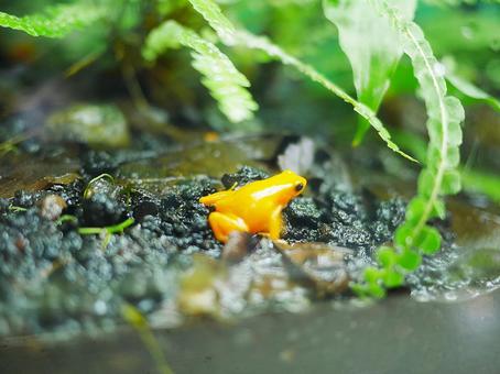 南国のカエル かえる,植物,梅雨の写真素材