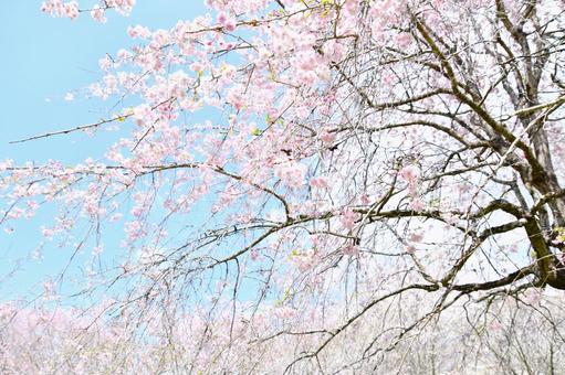 紅枝垂桜 紅枝垂桜 桜,紅枝垂,花の写真素材