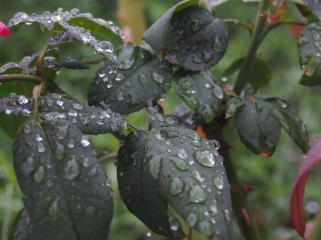 雨に濡れた葉 雨に濡れた葉の写真