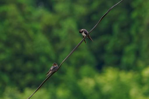 Young swallow⑵, JPG